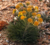 Image of Cooper's rubberweed