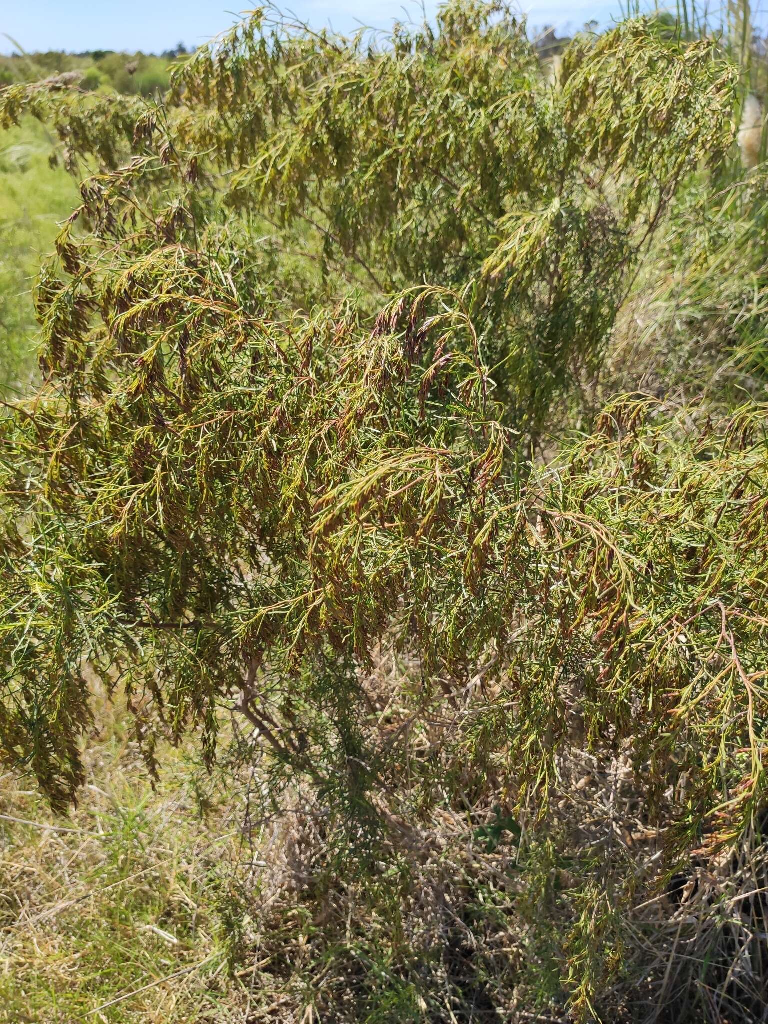 Image of Acanthostyles buniifolius (Hook. & Arn.) R. King & H. Rob.