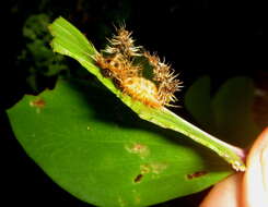 Image of Aspidimorpha (Megaspidomorpha) puncticosta Boheman 1854