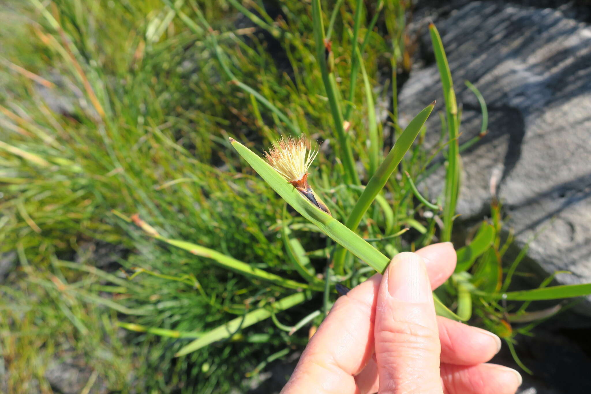 Sivun Chrysitrix capensis var. capensis kuva