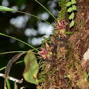 Image of Maxillaria auyantepuiensis Foldats