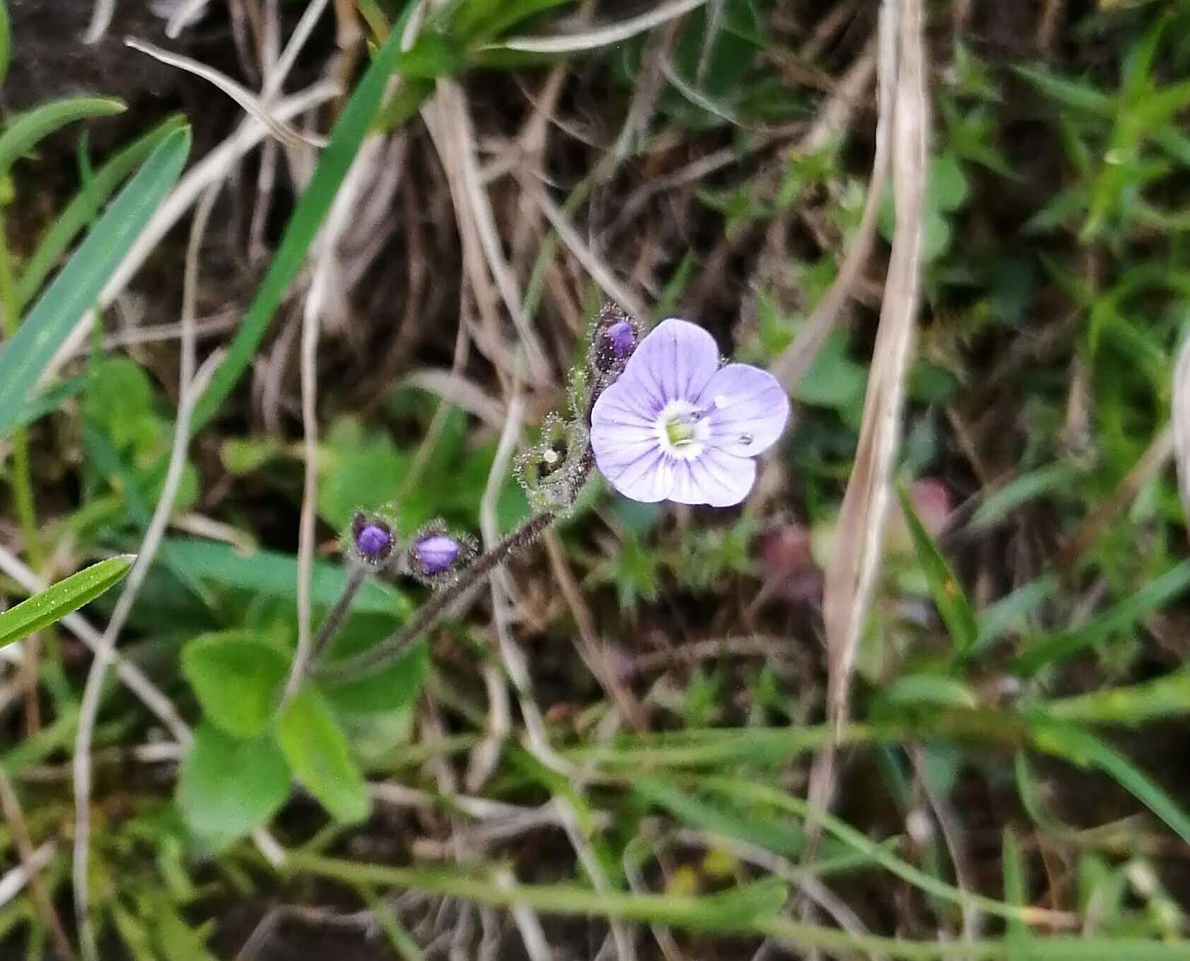 صورة Veronica aphylla L.