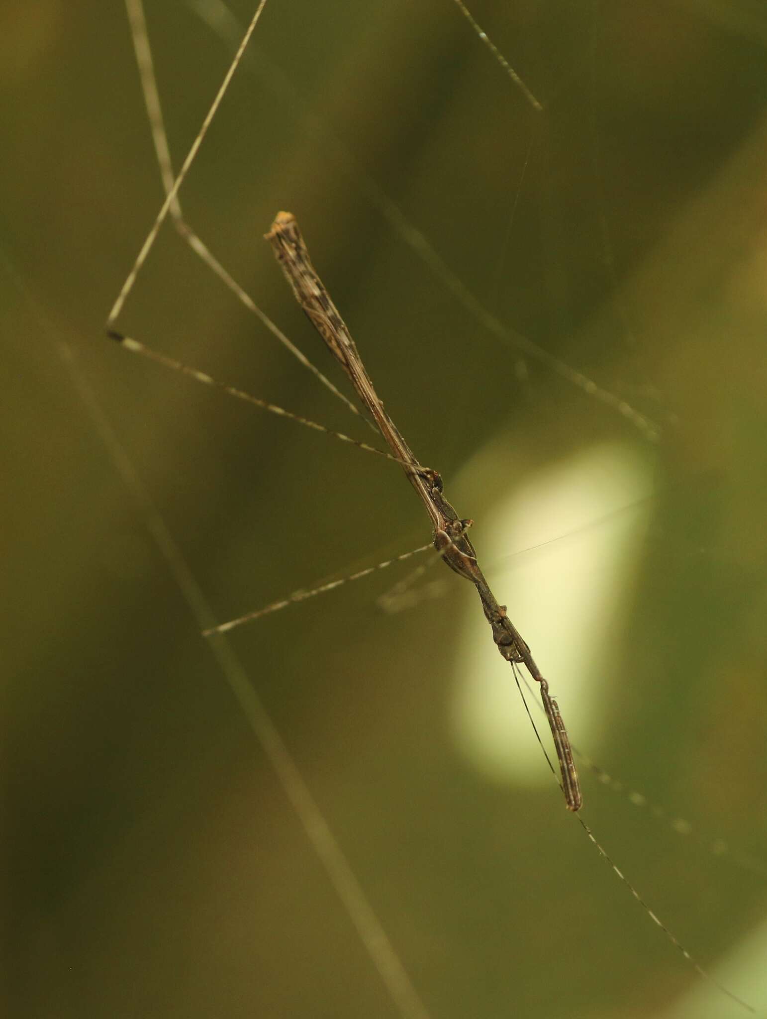 Image of Eugubinus reticolus Distant 1915