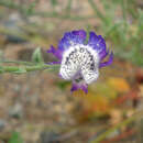 Image of Schizanthus lacteus Phil.