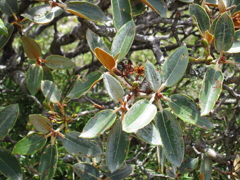 صورة Rhododendron hyperythrum Hayata