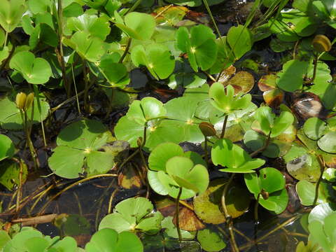 Image of Australian Water-Clover