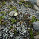 Image of Leptinella pectinata subsp. pectinata