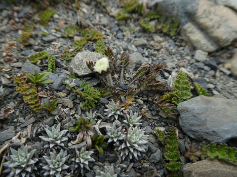 Image of Leptinella pectinata subsp. pectinata