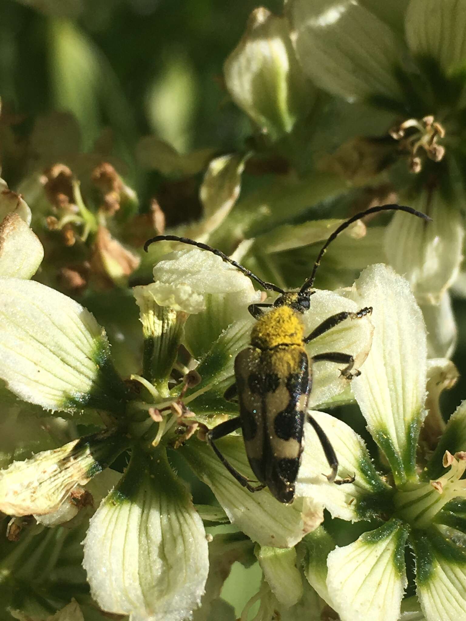 Image of Judolia instabilis (Haldeman 1847)