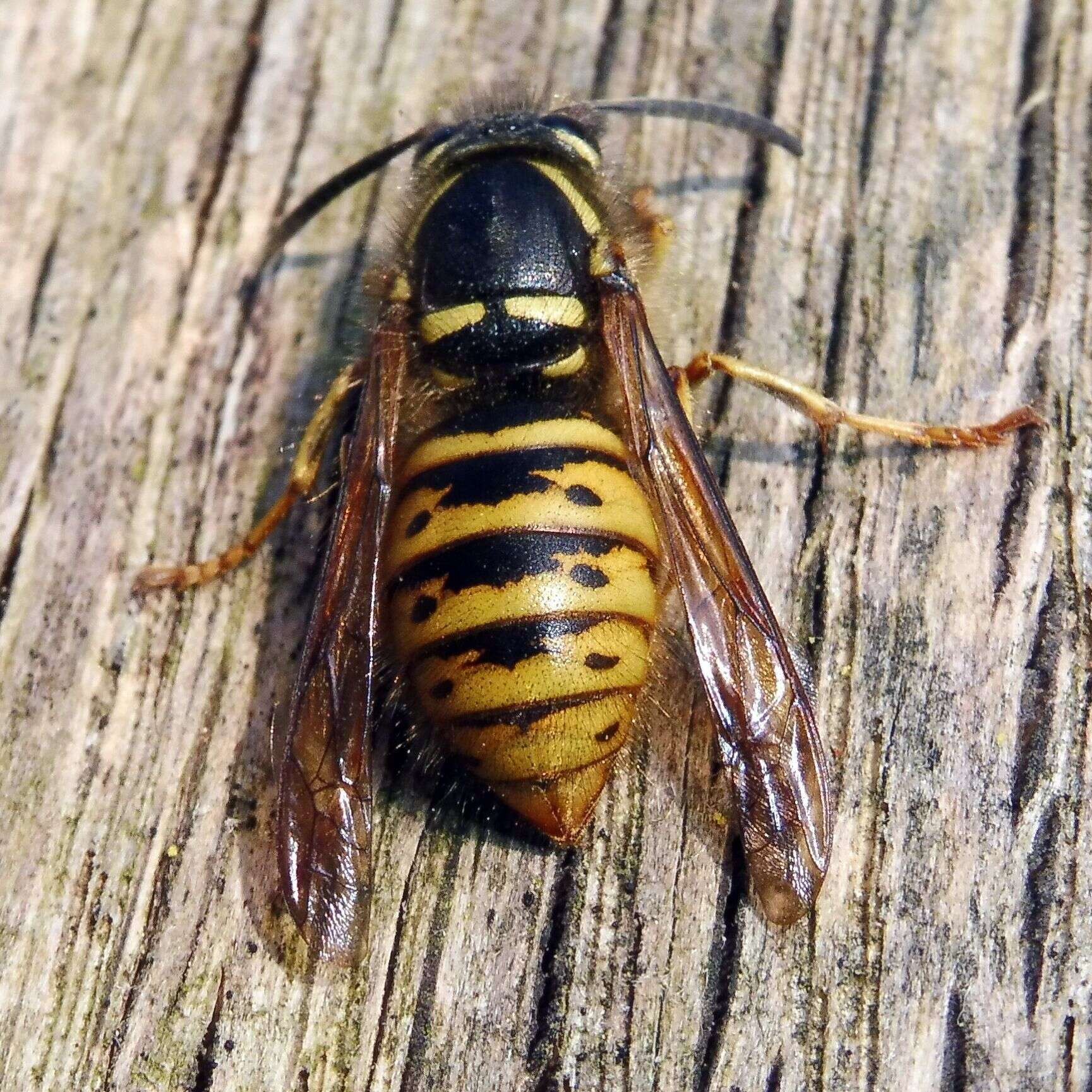 Image of Dolichovespula saxonica (Fabricius 1793)