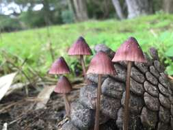 Mycena purpureofusca (Peck) Sacc. 1887 resmi