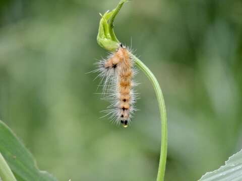 Image de Spilosoma obliqua Walker 1855