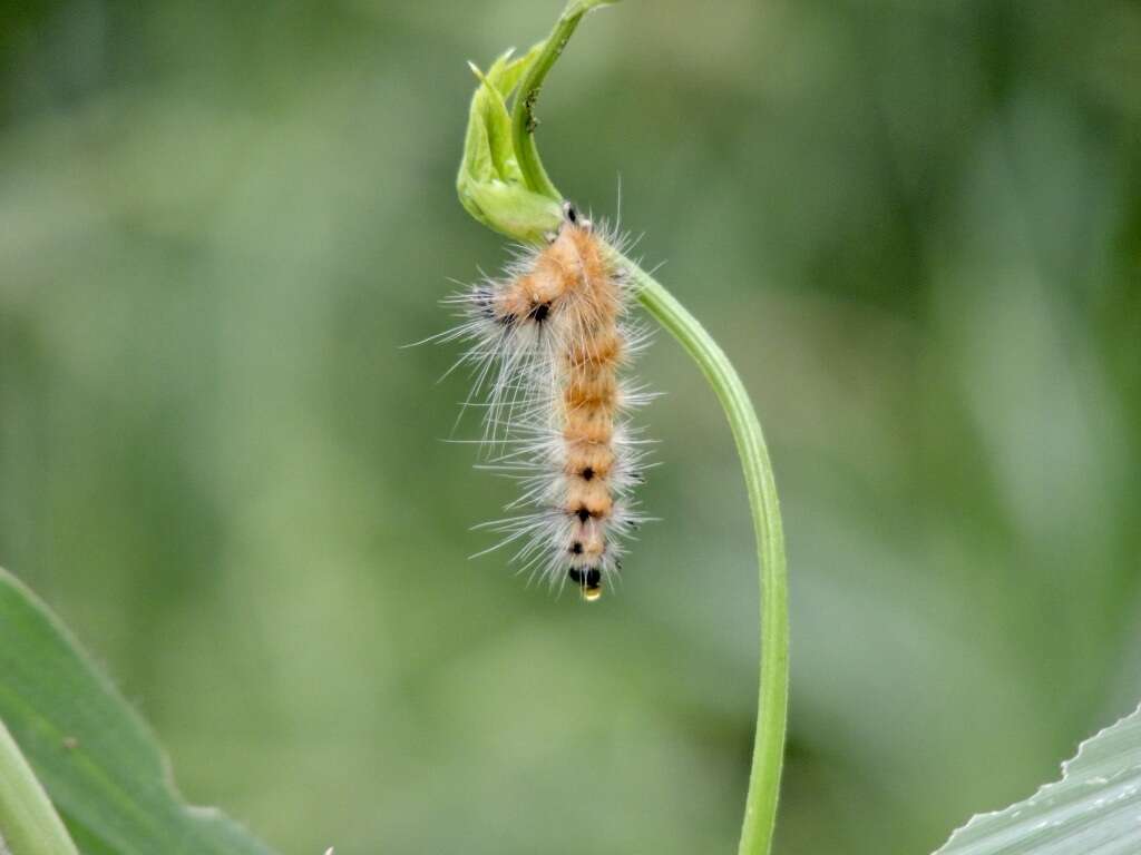 Image of Spilosoma obliqua Walker 1855