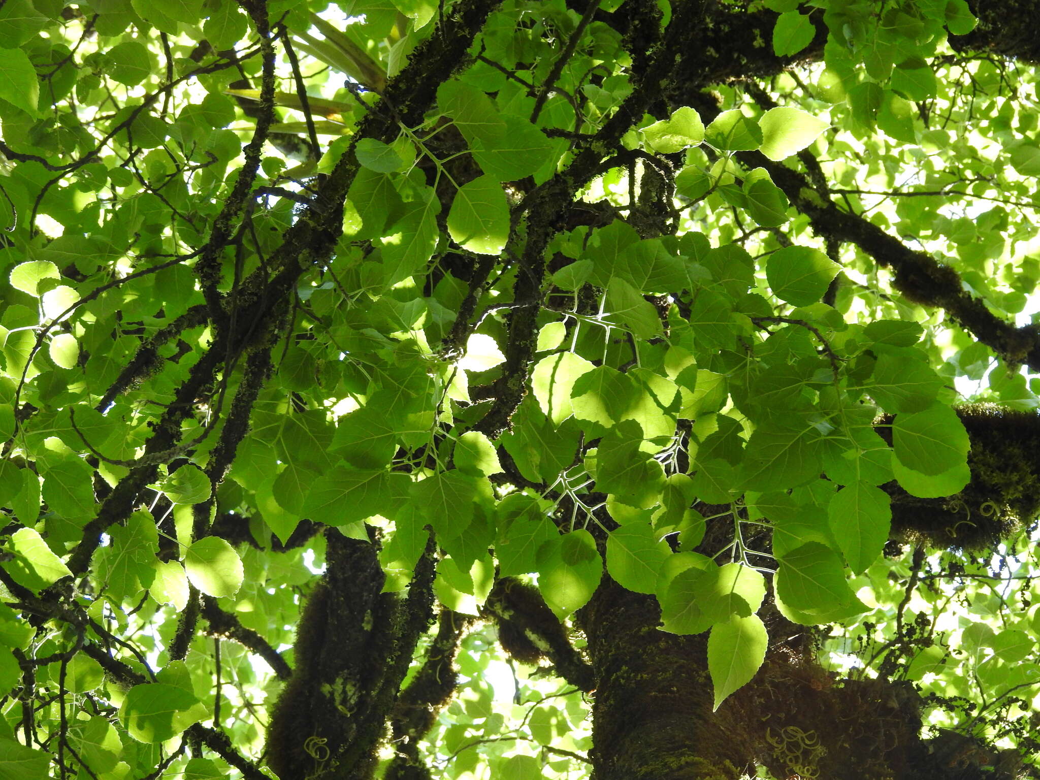 Image of Populus simaroa J. Rzedowski