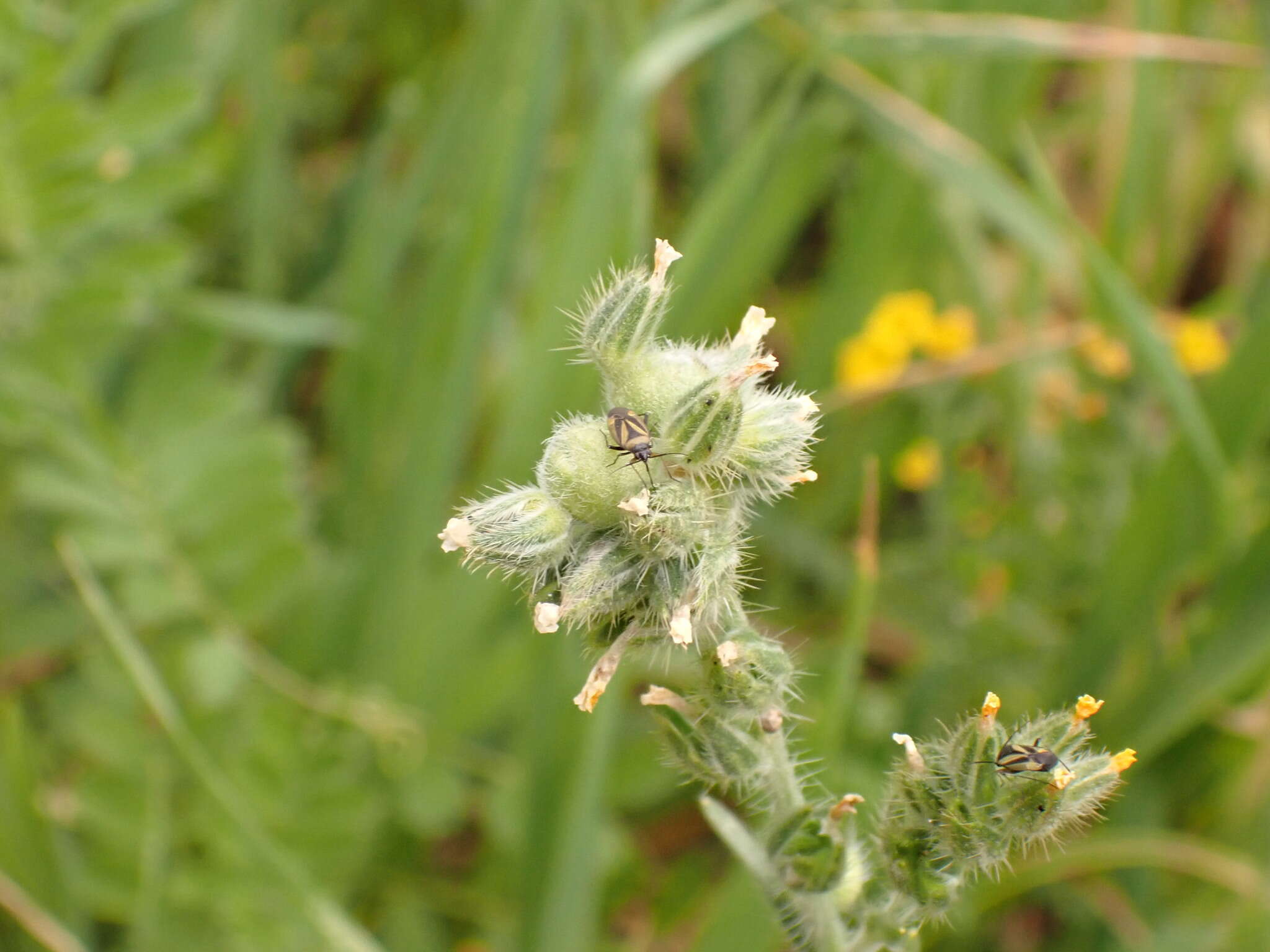 Plancia ëd Schizomyia macrofila (Felt 1907)