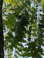 Sivun Ailanthus excelsa Roxb. kuva