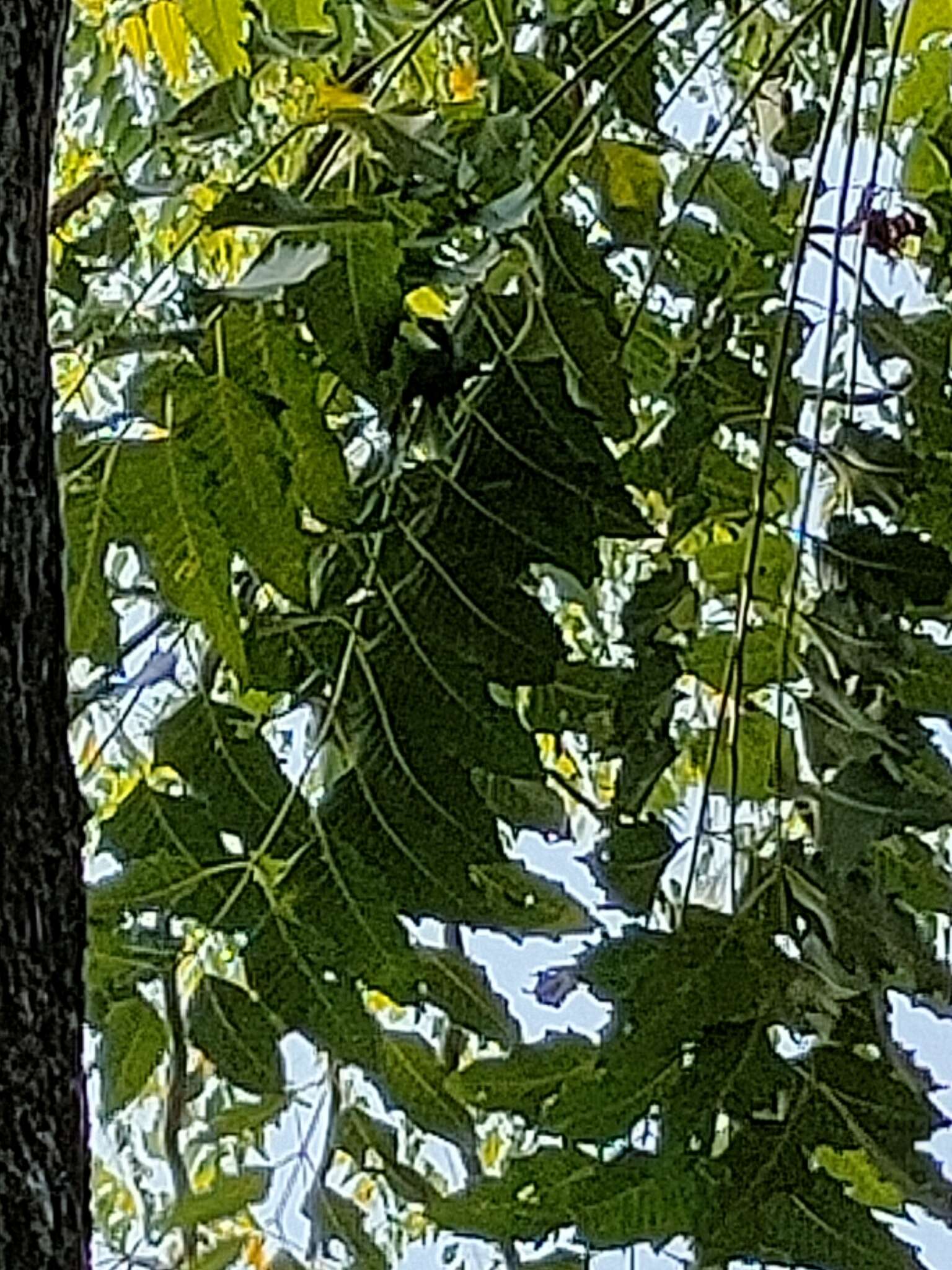 Sivun Ailanthus excelsa Roxb. kuva