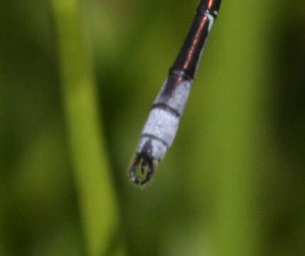 صورة Lestes unguiculatus Hagen 1861