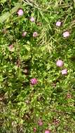 Image of rose evening primrose