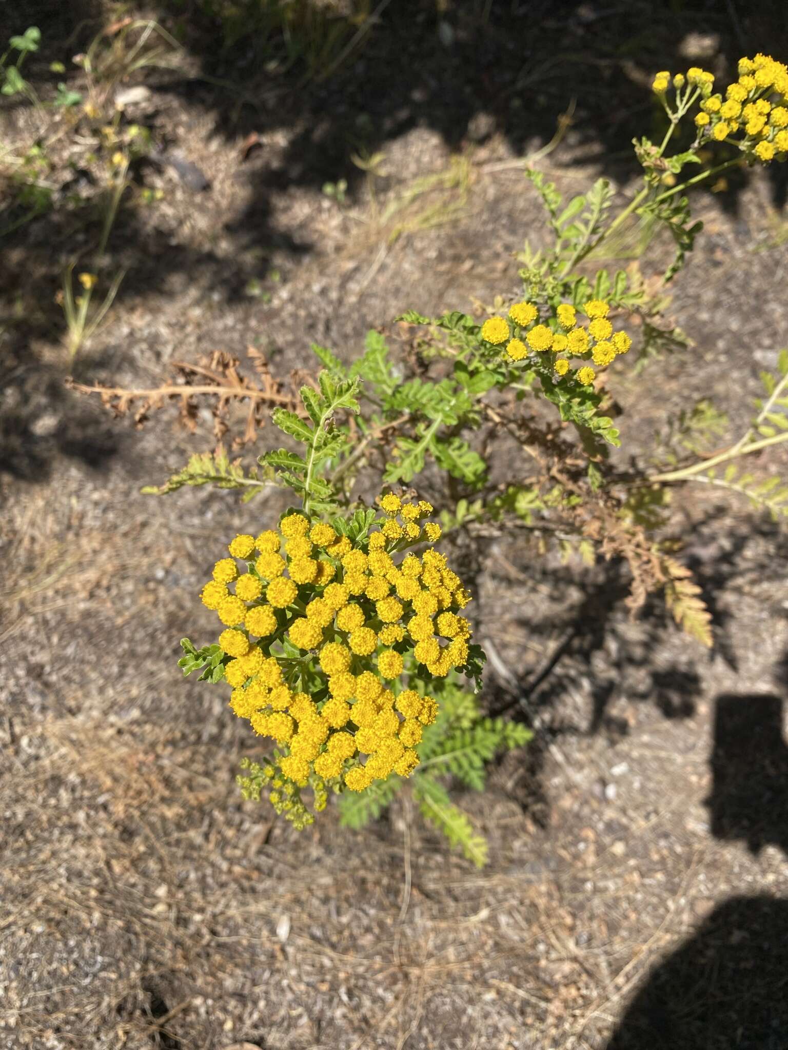 Plancia ëd Gonospermum fruticosum Less.