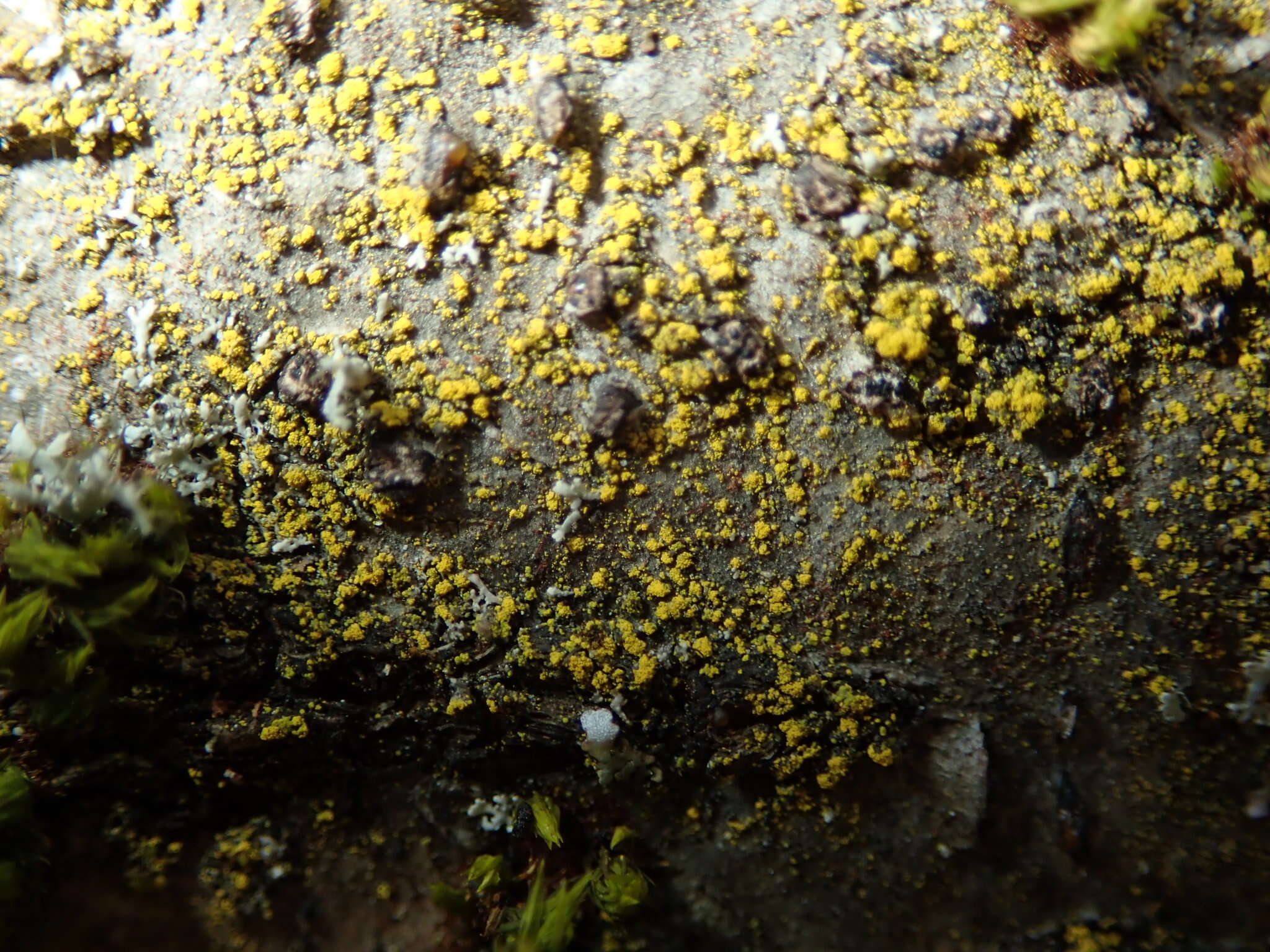 Image of eggyolk lichen