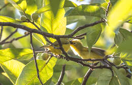 Image of African Yellow White-eye