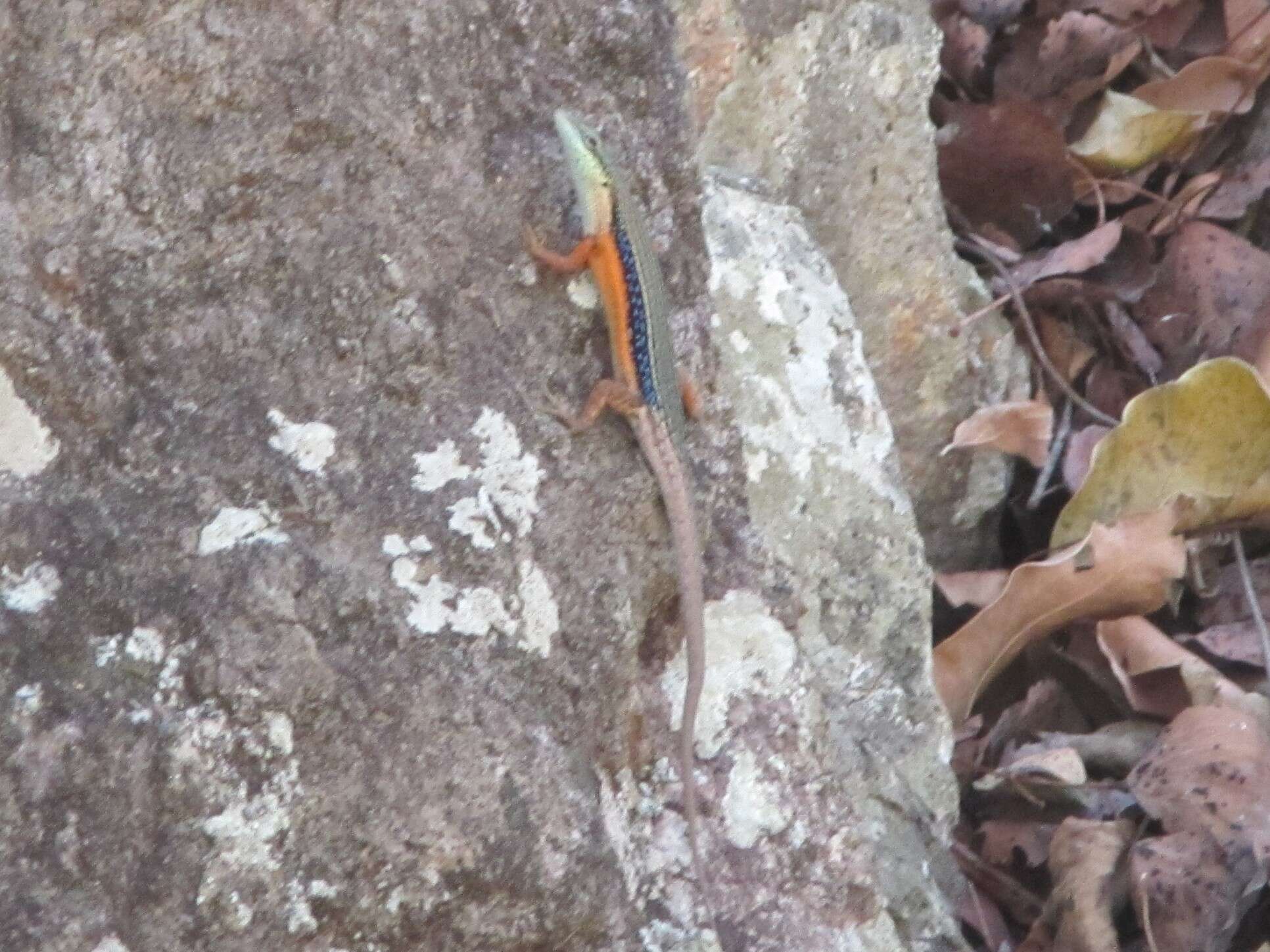 Image of Lined Rainbow-skink