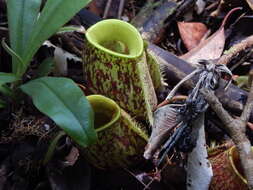 Image of Flask-Shaped Pitcher-Plant