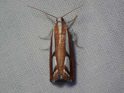 صورة Catoptria latiradiellus Walker 1863