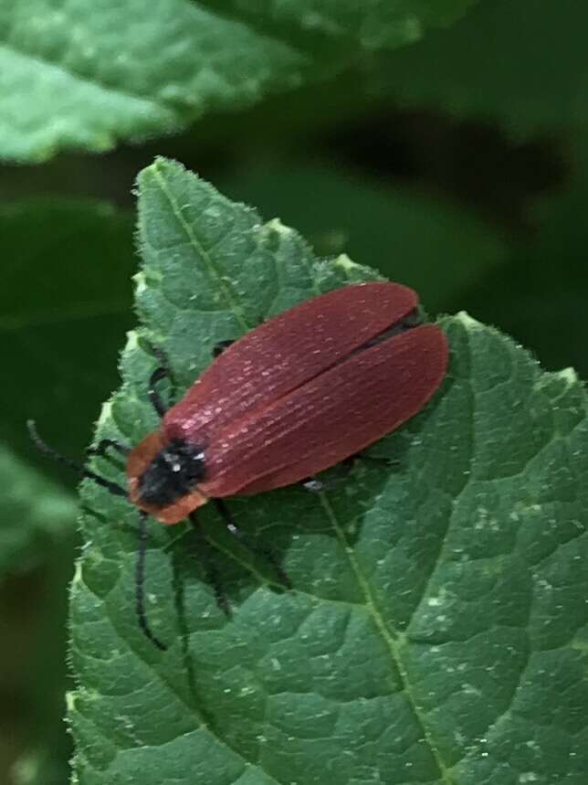 Plancia ëd Lycus sanguinipennis Say 1823