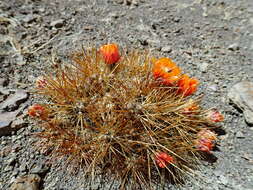 Image of Cumulopuntia boliviana subsp. dactylifera (Vaupel) D. R. Hunt