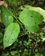 Image of Solanum occultum L. Bohs