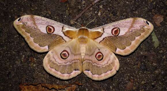 Image of Saturnia boisduvalii (Eversmann 1847)