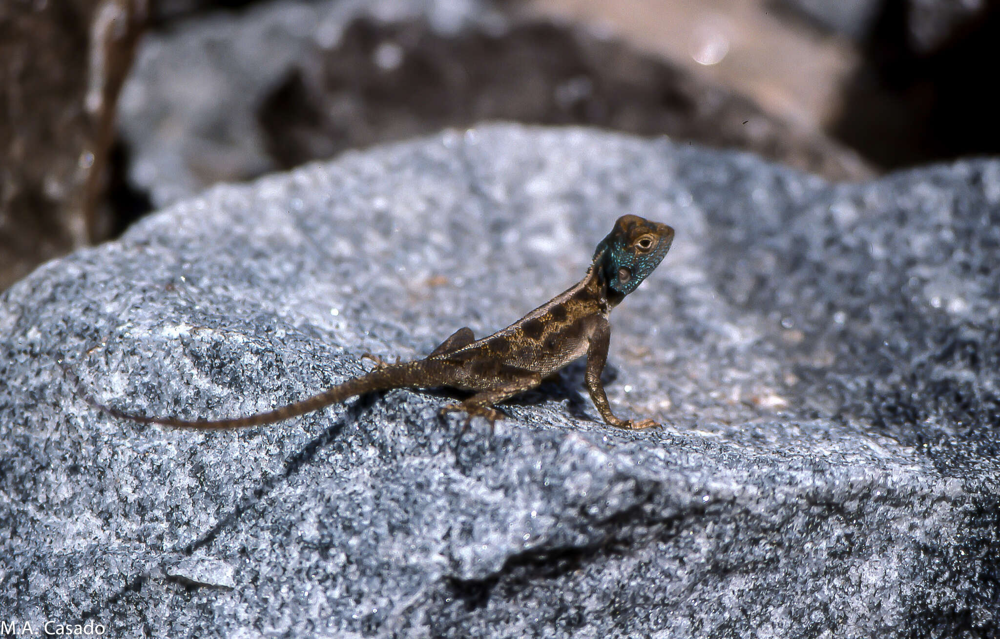 Image of Mozambique Agama