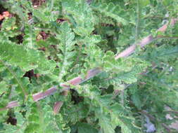 Image de Senecio variifolius DC.