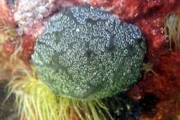 Image of Mottled Encrusting Tunicate