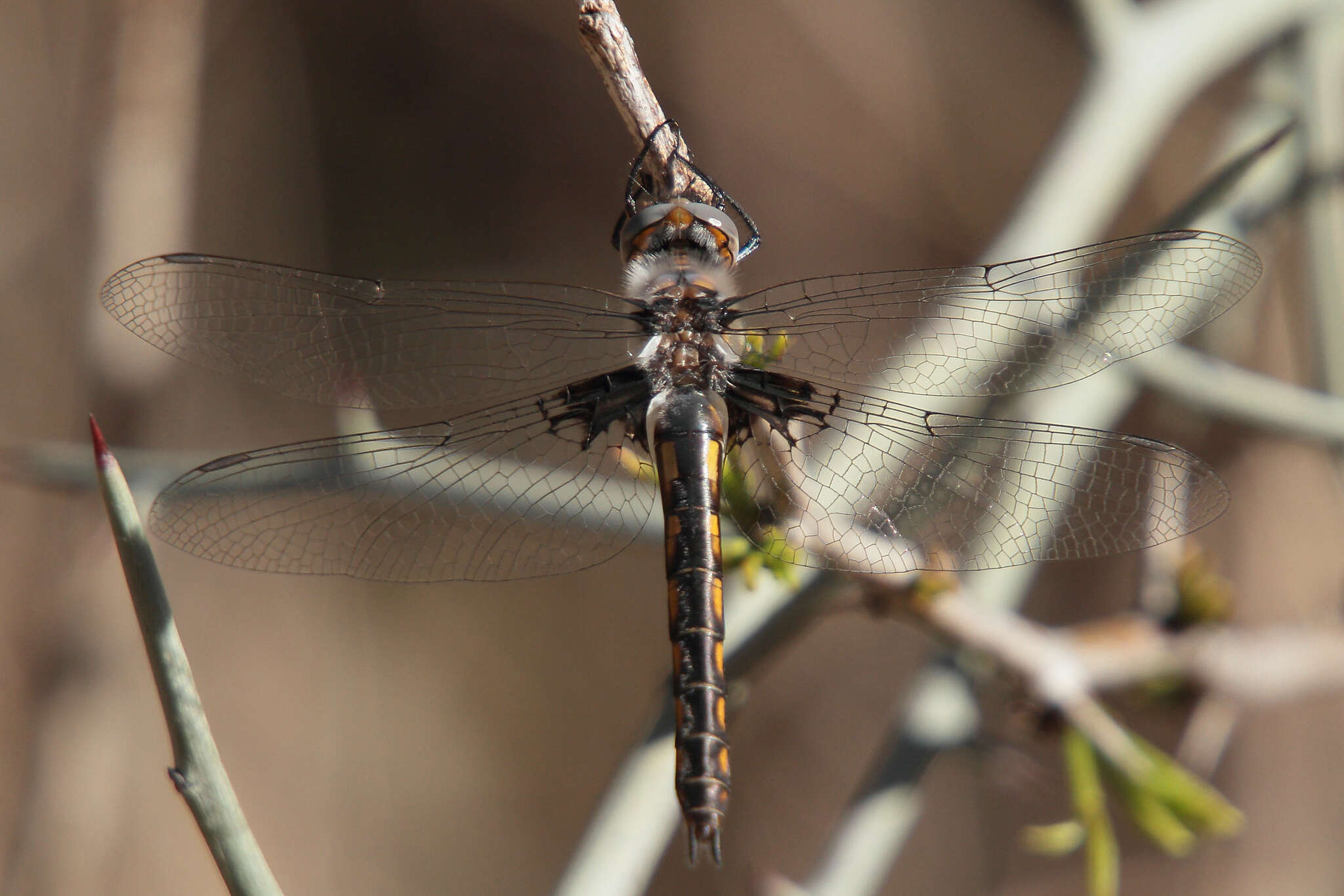 Image of Common Baskettail