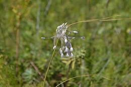 Image of Allium podolicum Blocki ex Racib. & Szafer