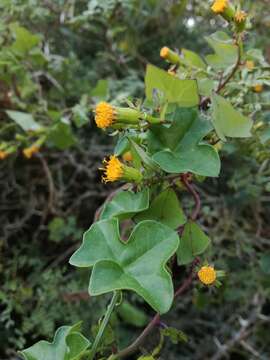 Image of Senecio quinquelobus (Thunb.) DC.