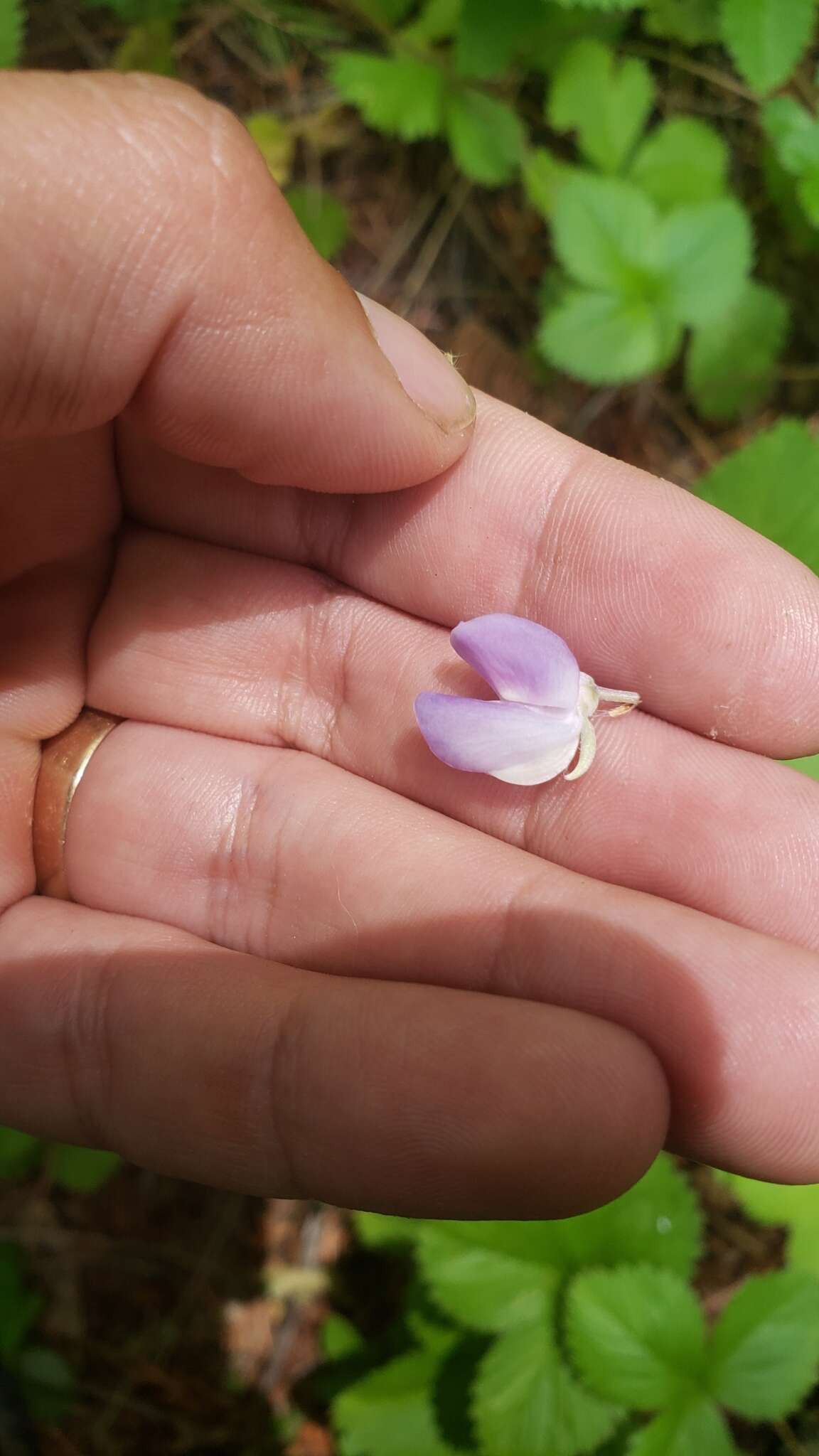 Image of largeleaf lupine