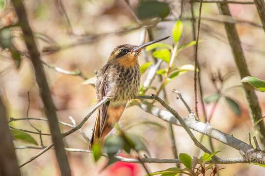 Image of Hook-billed hermit (hummingbird)