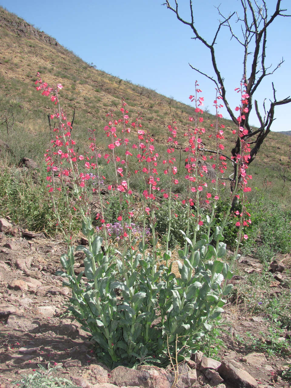 Слика од Penstemon wrightii Hook.