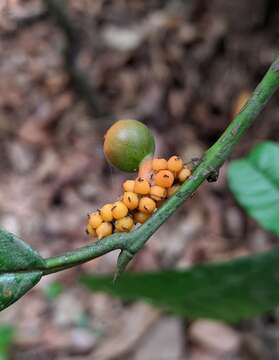 Image of Sorocea briquetii Macbride