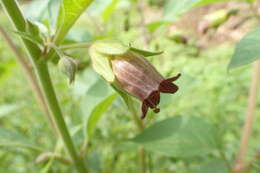 Image of Belladonna