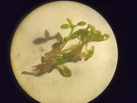 Image of eight-stamened waterwort