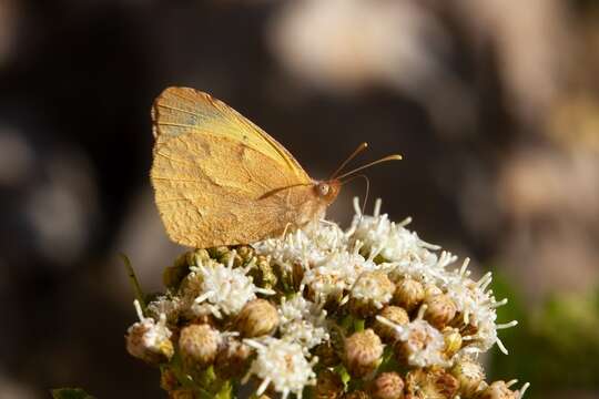 Image of Teriocolias