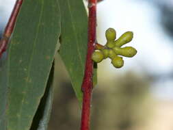 Plancia ëd Eucalyptus pauciflora subsp. pauciflora