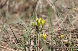 Image of Gagea pusilla (F. W. Schmidt) Sweet