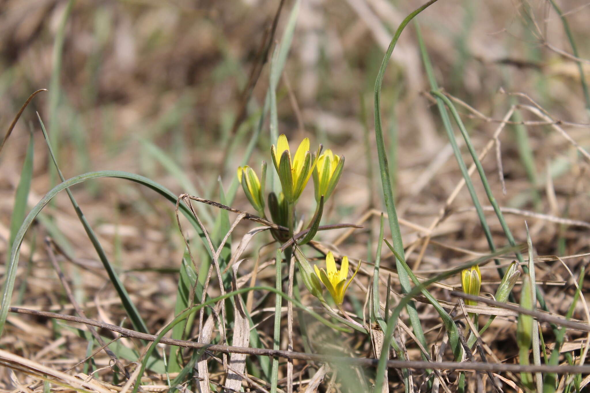 Image of Gagea pusilla (F. W. Schmidt) Sweet