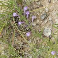 Hedeoma reverchonii (A. Gray) A. Gray resmi